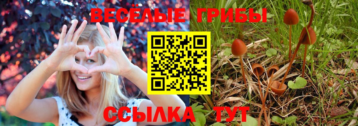 Галлюциногенные грибы Psilocybine cubensis  где продают наркотики  Гусев 